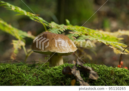 Mushroom growing on lush green moss in a forest Mushroom growing on lush green moss in a forest 95110265