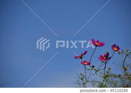 Purple cosmos shining in the clear autumn sky 95110280