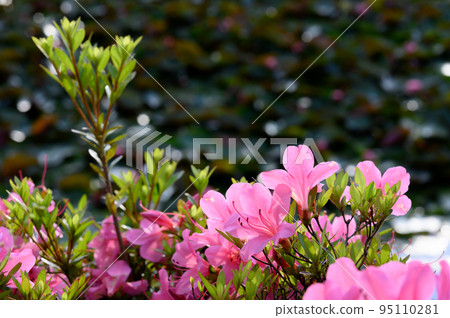 Pink azalea flowers Pink azalea flowers 95110281