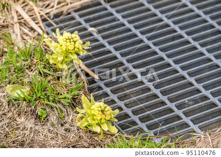 Butterbur sprout blooming in the town Butterbur sprout blooming in the town 95110476