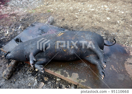 Slaughtered pig. Burned pig prepared for traditional butchering Slaughtered pig. Burned pig prepared for traditional butchering 95110668