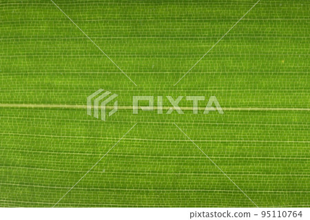 Bamboo companion, medake (female bamboo) leaves and veins Bamboo companion, medake (female bamboo) leaves and veins 95110764