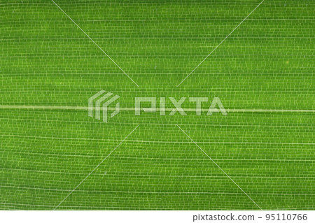 Bamboo companion, medake (female bamboo) leaves and veins 95110766
