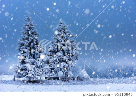Christmas background with snowy fir trees 95110945