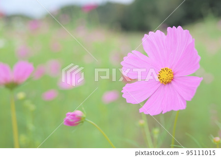 A single pink cosmos flower A single pink cosmos flower 95111015