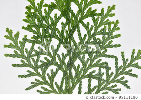 Japanese cypress leaves and veins 95111180