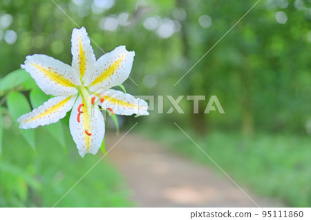 開花在夏天森林裡的美麗的野百合 95111860