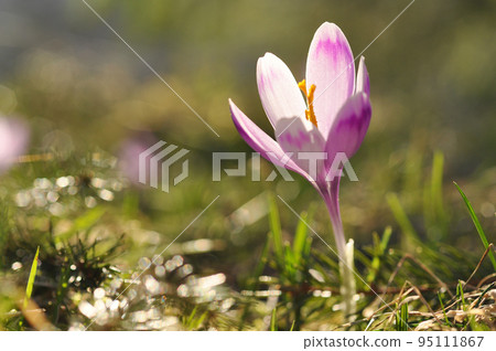 Spring flowering bulbs of purple Crocus flower 95111867