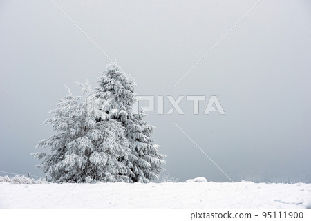Snow covered frozen trees in the mountains 95111900