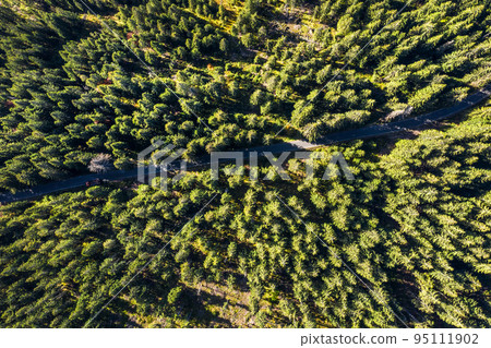 Drone shot, aerial view of green forest Drone shot, aerial view of green forest 95111902
