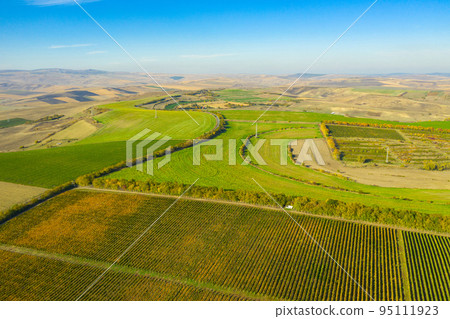 Aerial view of vineyard Aerial view of vineyard 95111923