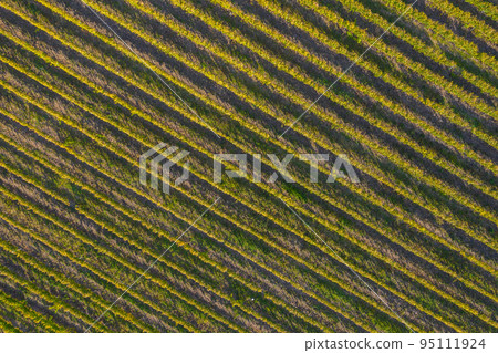 Vineyard drone shot, aerial view from above Vineyard drone shot, aerial view from above 95111924