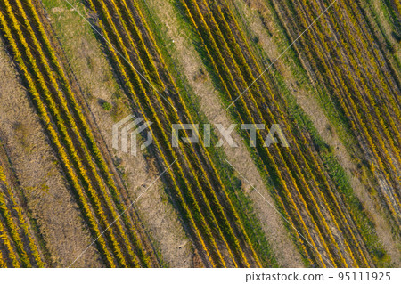 Aerial view of vineyard Aerial view of vineyard 95111925