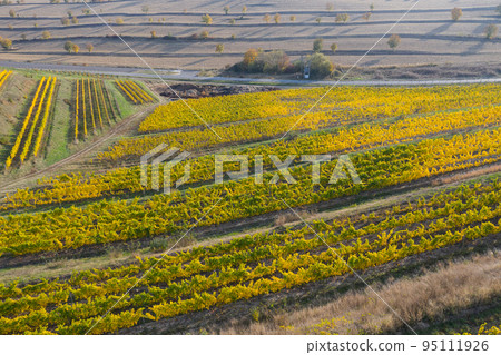 Aerial view of vineyard Aerial view of vineyard 95111926