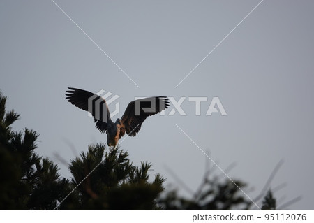 清晨陽光下的灰鷺 清晨陽光下的灰鷺 95112076