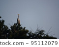 Gray heron in the morning sun 95112079