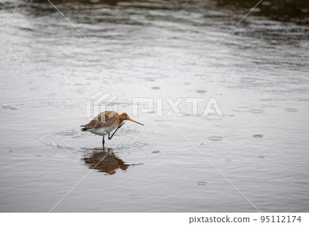 Black tailed Godwit bird in the wild, Iceland Black tailed Godwit bird in the wild, Iceland 95112174