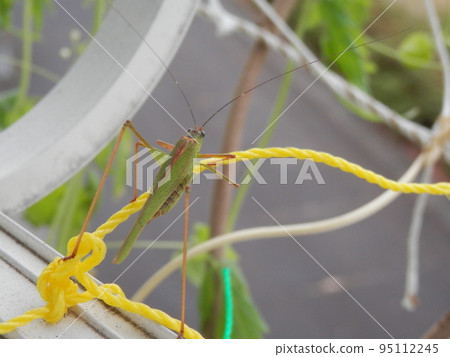 "Ashigurotsuyumushi" seen from the back side 95112245