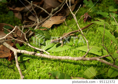 禦藏岳蜥蜴 禦藏岳蜥蜴 95112372