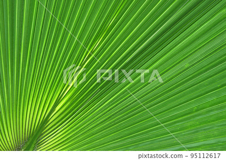 Abstract close-up of a green palm leaf 95112617