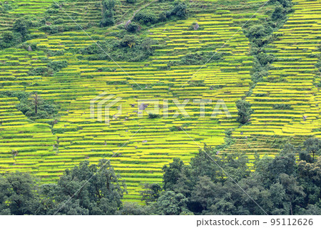 Terrace rice fields in Nepal 95112626
