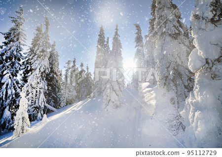 Background with snowy fir trees in the mountains. Christmas concpet Background with snowy fir trees in the mountains. Christmas concpet 95112729