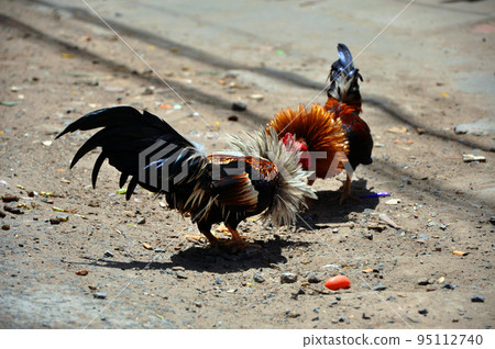Cock fighting in Vietnam 95112740