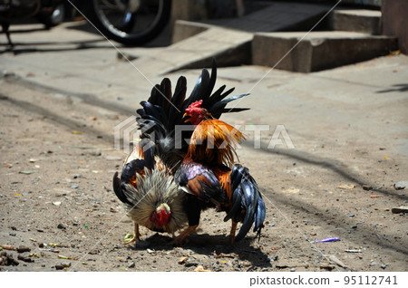 Cock fighting in Vietnam 95112741