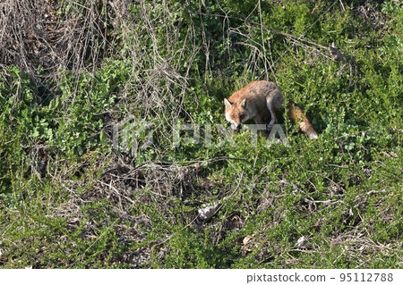 狐狸的嚇人姿勢 95112788