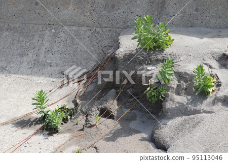 金魚草植物的棲息地受到海岸侵蝕的威脅 金魚草植物的棲息地受到海岸侵蝕的威脅 95113046