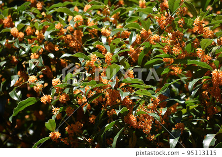 秋香桂花 95113115