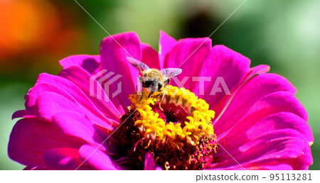 A bee sucking nectar from a zinnia 95113281