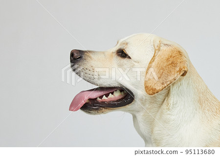 golden retriever portrait 95113680
