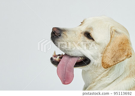 golden retriever portrait 95113692