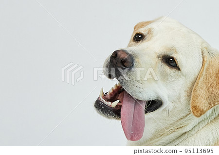 golden retriever portrait 95113695