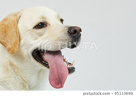 golden retriever portrait 95113699
