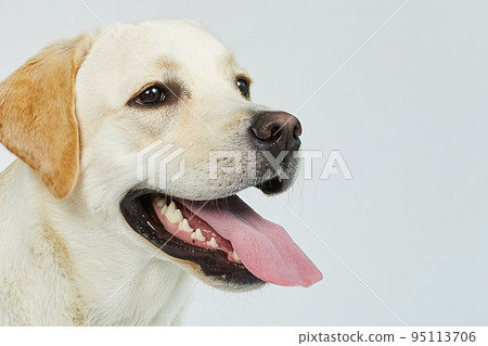 金毛獵犬肖像 95113706