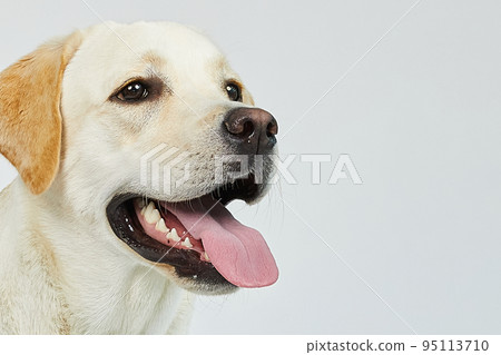 golden retriever portrait 95113710