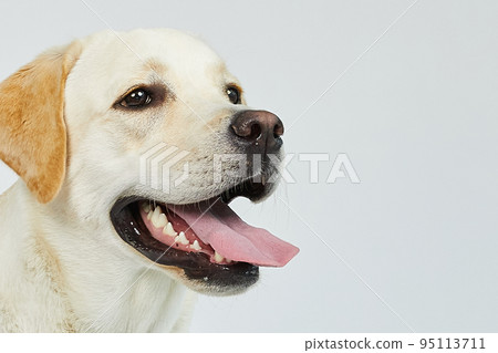 golden retriever portrait 95113711