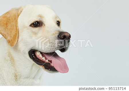 golden retriever portrait 95113714