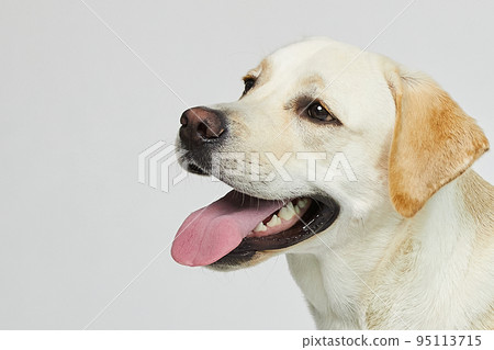 golden retriever portrait 95113715