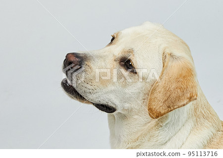 golden retriever portrait 95113716