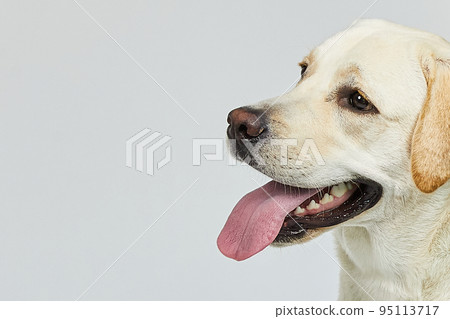 golden retriever portrait golden retriever portrait 95113717