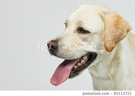 金毛獵犬肖像 金毛獵犬肖像 95113721