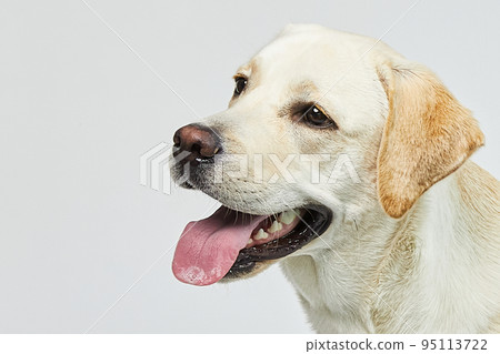 金毛獵犬肖像 95113722