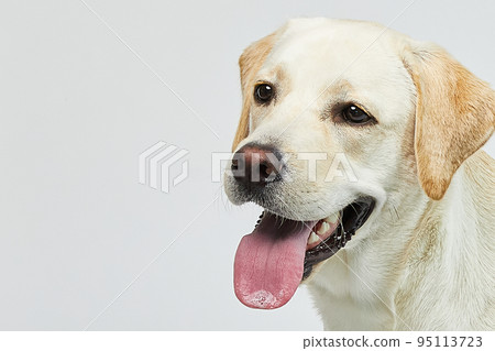 golden retriever portrait golden retriever portrait 95113723