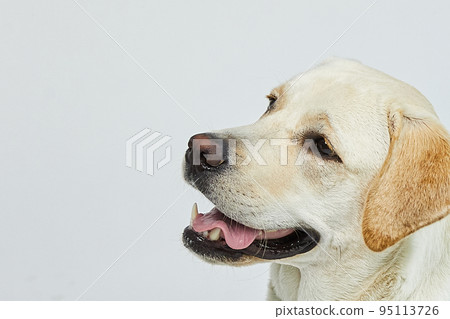 golden retriever portrait 95113726