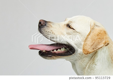 golden retriever portrait golden retriever portrait 95113729