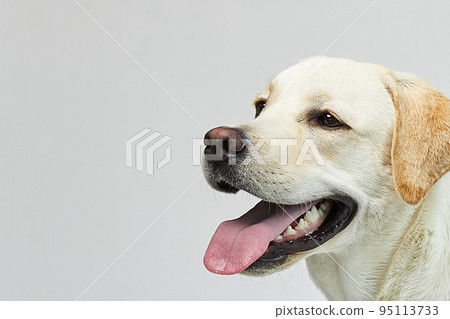 golden retriever portrait 95113733