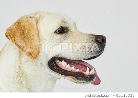 golden retriever portrait 95113735